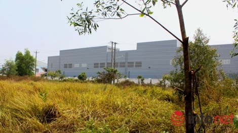 Phát hiện xác người treo trên cây tràm, chân chạm đất - 1
