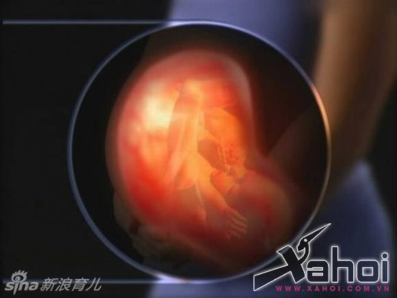 Khoảnh khắc tuyệt đẹp về quá trình thụ thai