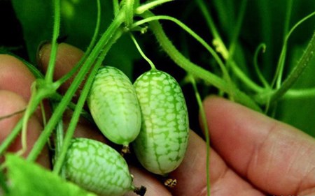 5 loại củ, quả tí hon “làm mưa làm gió” trên thị trường - 14