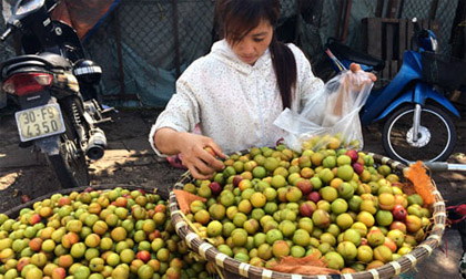 Mận Tàu đột lốt Sapa: Hà thành đua nhau ăn quả lừa