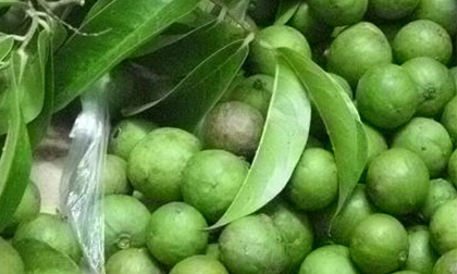 Công dụng chữa bệnh từ quả sấu ít ai biết