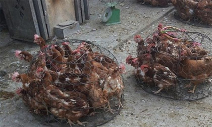 Xuất hiện ổ dịch cúm A (H5N1) tại Sóc Trăng