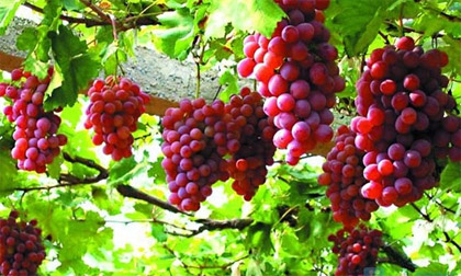 Lãi gấp 10 nhờ khoác áo nho Ninh Thuận, nho Mỹ