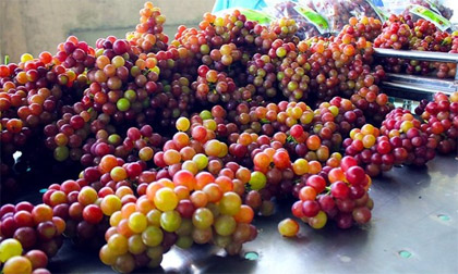 Nho đỏ đội lốt nho Ninh Thuận giá 30.000 đồng/kg tràn ngập thị trường Hà Nội