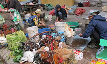 Cảnh báo nguy cơ lan truyền dịch cúm A H7N9 qua biên giới