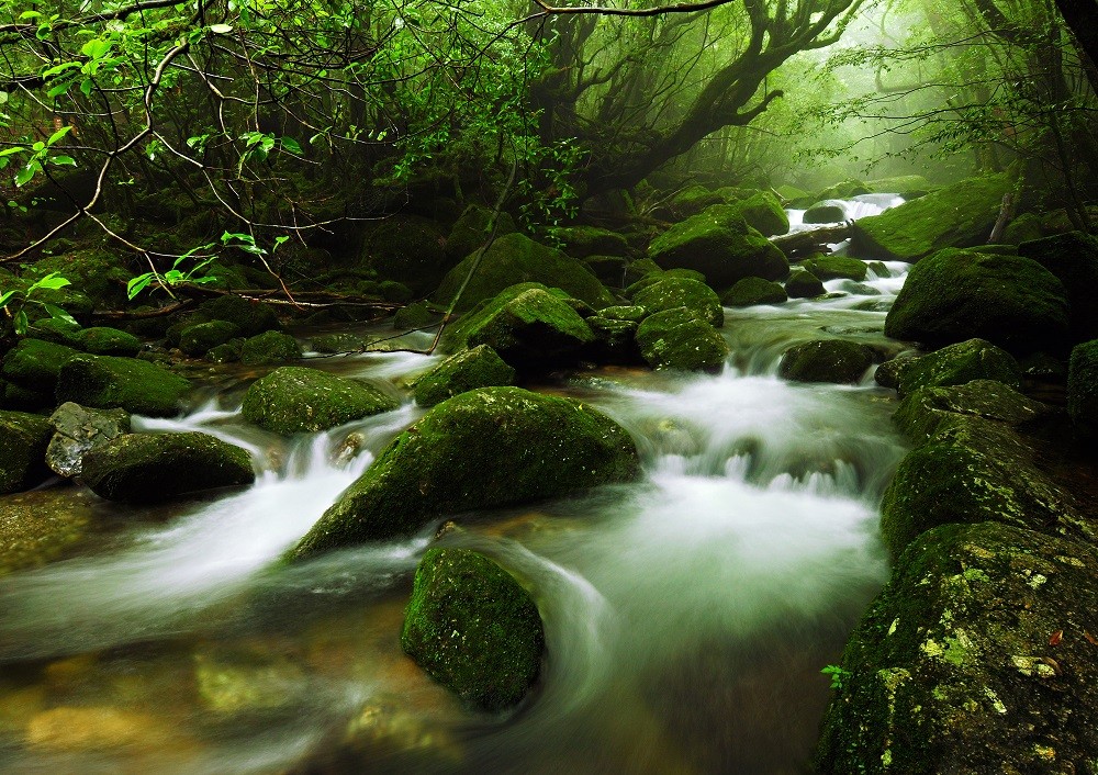 Rừng Yakushima, Nhật Bản: Khu rừng này tồn tại hơn 7000 này đẹp tới mức một phần đã được hoàng gia Nhật cải tạo thành vườn vào thế kỷ 17. Những thân cây mang dáng vẻ cổ xưa, cành đan cài trên những tảng đá phủ rêu tạo cho du khách cảm giác như lạc vào một câu chuyện cổ tích. Ảnh: 37framesphotographyblog.