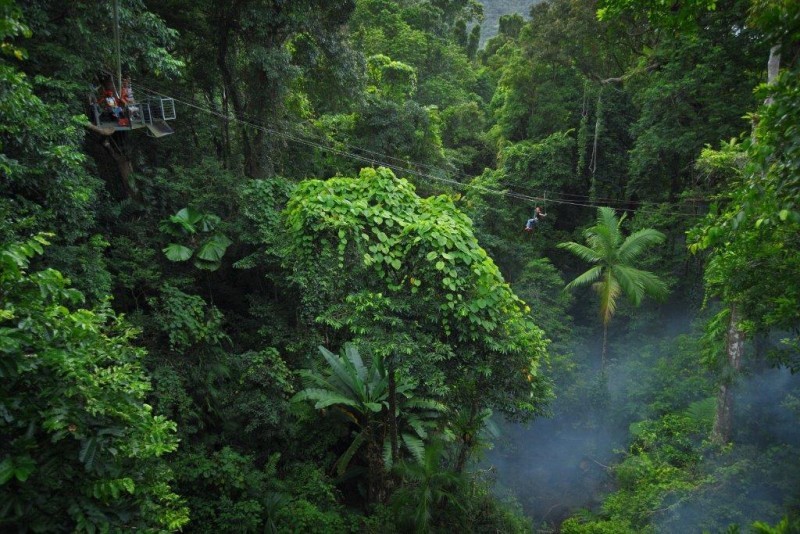 Rừng Daintree, Australia: Nhiều người cho rằng những cây thông Aracuria có thể sống tới nghìn tuổi và nhiều loại thông nhiệt đới khác đã mọc xen các cây dương xỉ cổ đại ở Daintree từ cách đây 110 triệu năm. Nơi đây có đủ cơ sở vật chất để phục vụ du khách. Bạn có thể leo núi Sorrow hoặc chèo thuyền kayak ra cắm trại ở đảo Snapper.