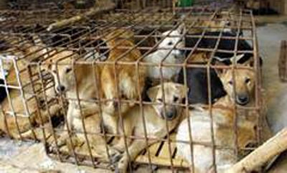 Bắt nhóm thanh niên lái xế hộp đi trộm chó
