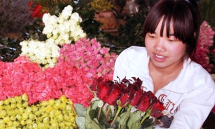 'Cháy' hoa hồng ngày lễ Tình nhân