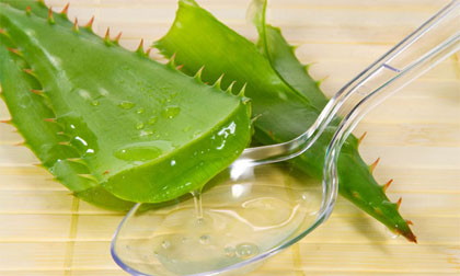 Hầu hết tất cả các bạn đều dùng nha đam làm đẹp sai cách