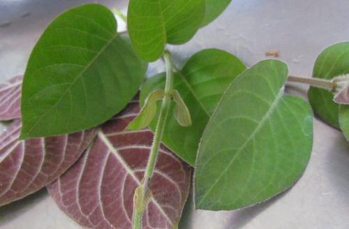 4 bài thuốc chữa đau dạ dày nổi tiếng hiệu nghiệm khi áp dụng - Ảnh 4