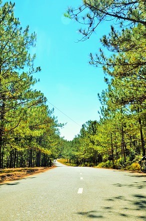 Da Lat lang le tro minh sang xuan hinh anh 4