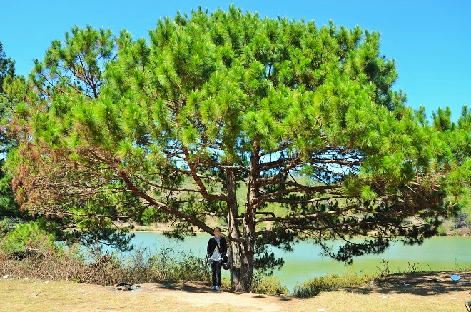 Da Lat lang le tro minh sang xuan hinh anh 6
