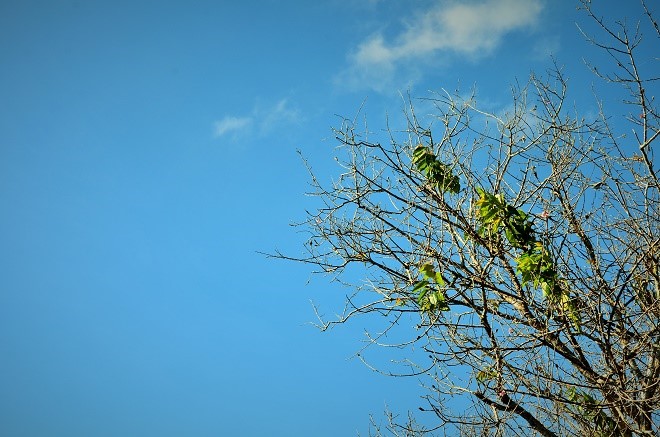 Da Lat lang le tro minh sang xuan hinh anh 7