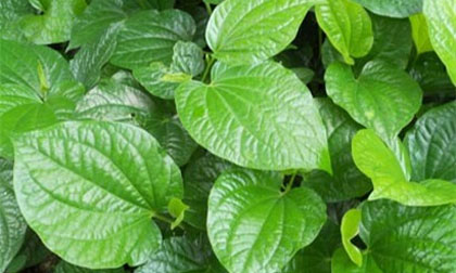 3 loại bệnh chỉ cần dùng lá lốt là chữa khỏi