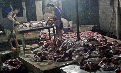 Phát hiện lò mổ heo sử dụng chất tạo nạc