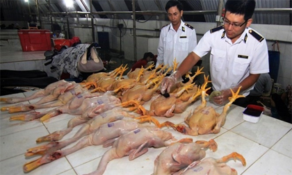 Không cho phép sử dụng nhựa thông trong giết mổ gia cầm