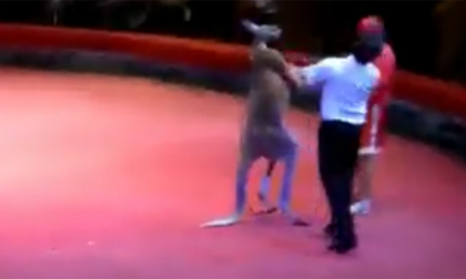 Cười vỡ bụng trận boxing giữa người và Kangaroo