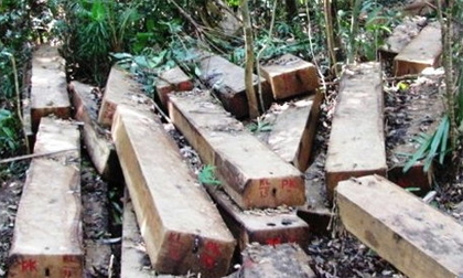 Truy bắt gỗ lậu, 3 kiểm lâm bị chém, 1 lâm tặc thiệt mạng