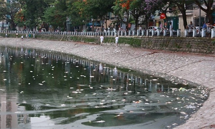 Đã thu vớt 6 tấn cá chết và làm sạch môi trường hồ Hoàng Cầu