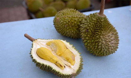 Cho thuốc ngủ vào sầu riêng để giở trò đồi bại