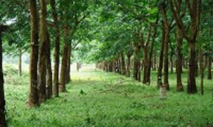 Một phụ nữ bị cướp của, hiếp dâm trong rừng cao su
