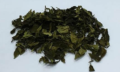 Hải quan Nội Bài lại bắt giữ lô ma túy lá Khát