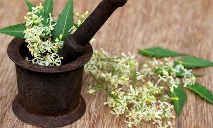 Bất ngờ công dụng chữa bệnh của 5 loại hoa quen thuộc