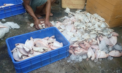 'Hô biến' gần 1 tấn cá thối thành thức ăn