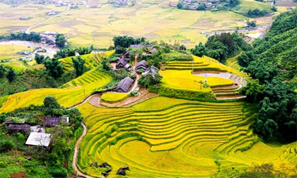Những địa điểm ngắm lúa chín tuyệt đẹp mùa thu
