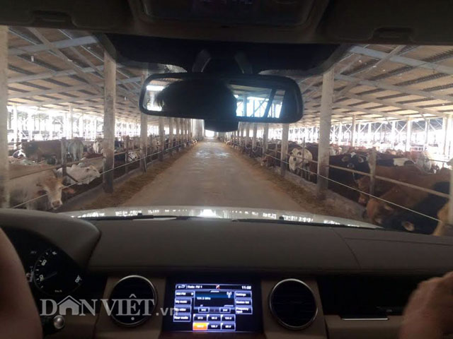Sản xuất nông nghiệp, Võ Quang Thuận, Long An, nông dân, Land Rover, mua xe, ô tô, chăn bò