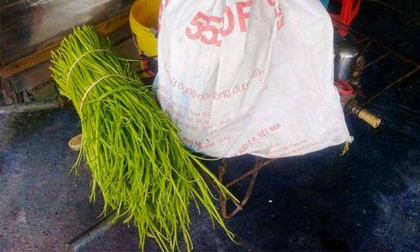 Hàng tấn rau muống ngâm hóa chất nhuộm lên bàn ăn người Sài Gòn mỗi ngày