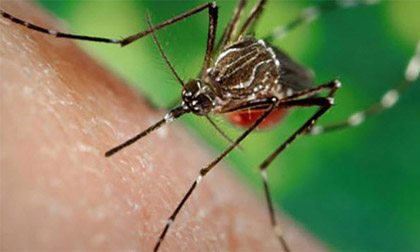 Phát hiện thêm một người Việt Nam nhiễm virus Zika