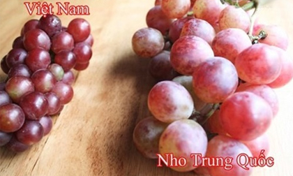 Mẹo hay phân biệt nho Việt và nho Trung Quốc, nho Mỹ