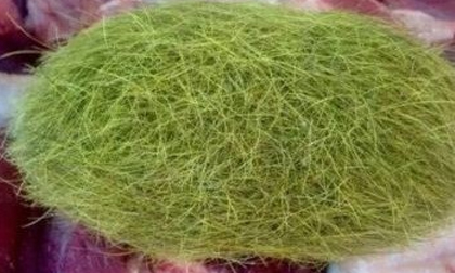 Người Trung Quốc lùng mua cát lợn giá nghìn USD mỗi gram