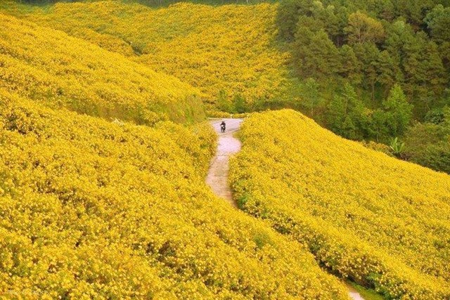 Tháng 10, trên những cung đường hoa dã quỳ đẹp nao lòng ở Đà Lạt - 3