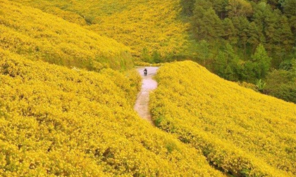 Tháng 10, trên những cung đường hoa dã quỳ đẹp nao lòng ở Đà Lạt