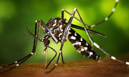 Thêm hai trường hợp mắc Zika ở TP.HCM và Bình Dương