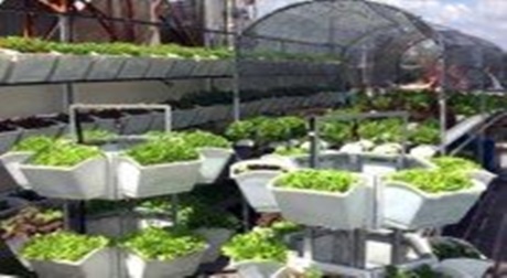 Người sài Thành đầu tư trăm triệu tự trồng rau sạch