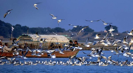 Ngôi làng bí ẩn nơi có hàng ngàn con chim bay đến 'tự sát' mỗi năm