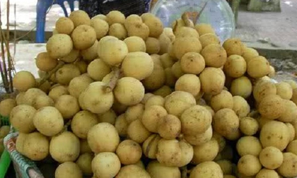 Cách phân biệt sầu riêng, bòn bon, thanh long chín cây hoặc chín thuốc