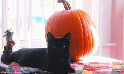 7 điều kiêng kỵ cần phải tránh trong ngày Halloween