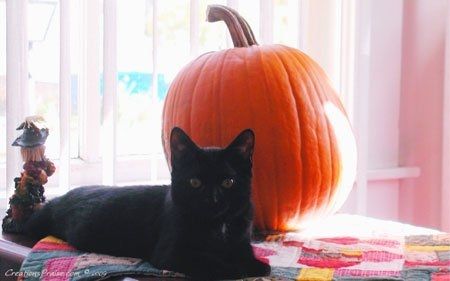 halloween1 phunutoday
