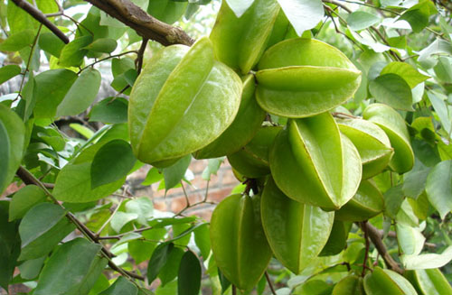 5 bài thuốc nổi tiếng chữa lở loét, viêm họng từ khế chua - 1