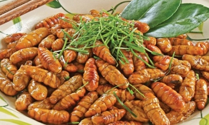 5 lưu ý khi ăn nhộng tằm để không ngộ độc