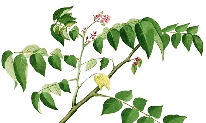 Lá khế - thần dược chữa bệnh cho trẻ nhỏ