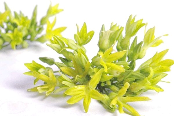 Những món ăn bổ dưỡng từ hoa thiên lý