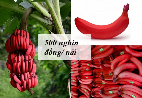 trái cây độc lạ 0
