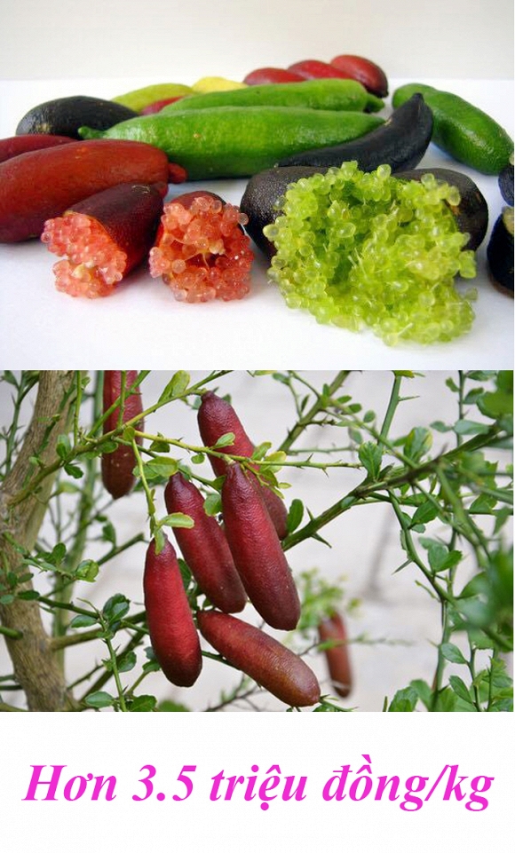 trái cây độc lạ 0