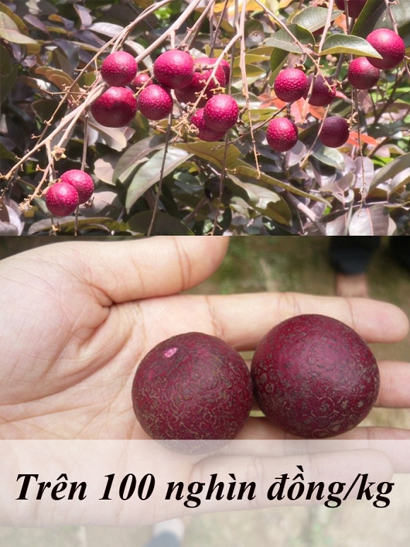 trái cây độc lạ 0